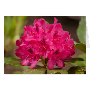 Fleurs roses chaudes Rhododendron Floral Custom