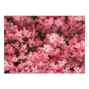 Fleurs roses de cornouiller