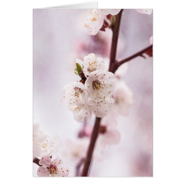 Fleurs roses de printemps (Devant)