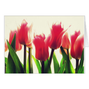 Fleurs roses de tulipes