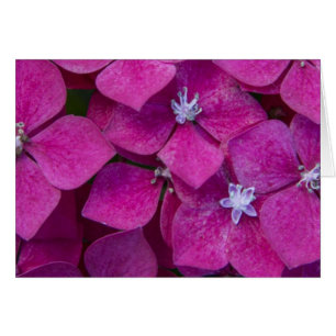 Fleurs roses d'hortensia