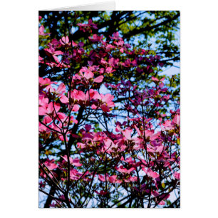 Fleurs roses élégantes florales floraison Dogwood