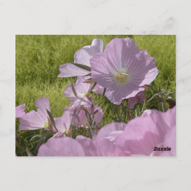 Fleurs roses Nature Photo Carte postale (Dos)