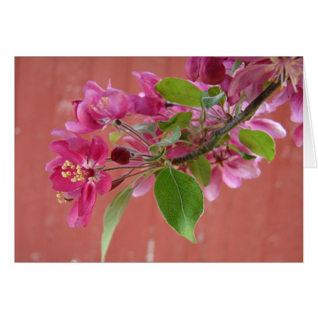 Fleurs roses sur arbre, Fête des Mères (Devant horizontal)