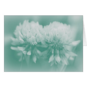 Fleurs sauvages blancs