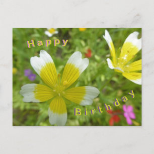 Fleurs sauvages : Carte postale Jaune Jaune Blanc