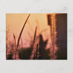 fleurs sauvages - cartes postales