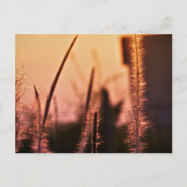 fleurs sauvages - cartes postales (Devant)