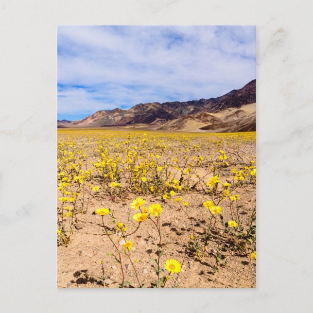 Fleurs sauvages de cartes postales dans Death Vall (Devant)
