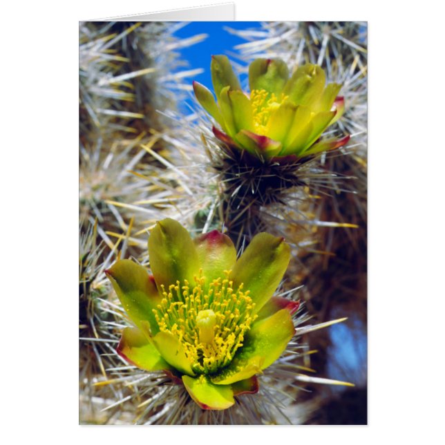 Fleurs sauvages de Cholla Cactus en argent (Devant)
