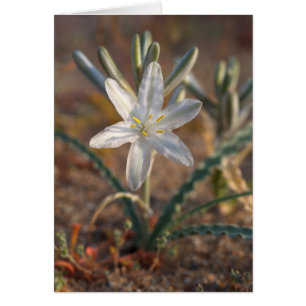 Fleurs sauvages de lys du désert