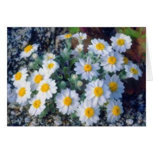 Fleurs sauvages de Marguerite laineuse