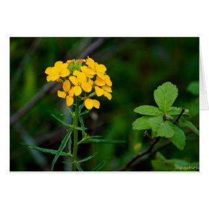 Fleurs sauvages de ressort