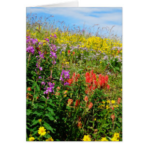 Fleurs sauvages des Rocheuses