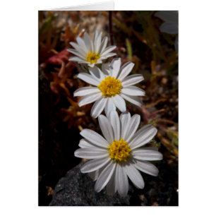 Fleurs sauvages Desert Star