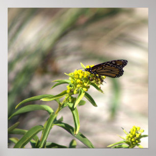 Fleurs sauvages jaunes avec affiche papillon
