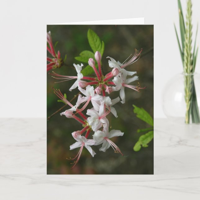 FLEURS SAUVAGES PA - Carte pour notes Azalea sauva (Devant)