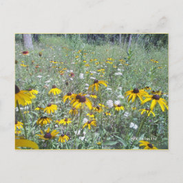 Fleurs sauvages Sur Les Prairies - Carte Postale