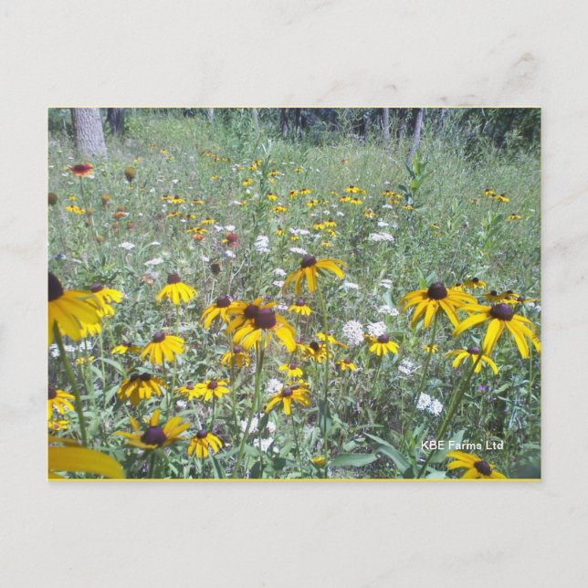 Fleurs sauvages Sur Les Prairies - Carte Postale (Devant)