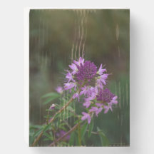 Fleurs sauvages violets