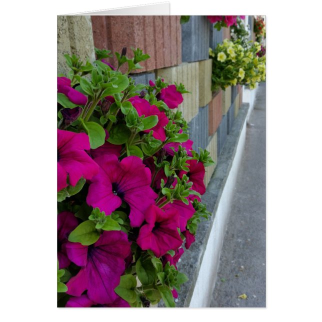 fleurs sur le trottoir (Devant)
