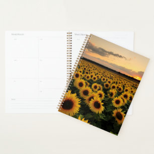 Fleurs Terrain de tournesol