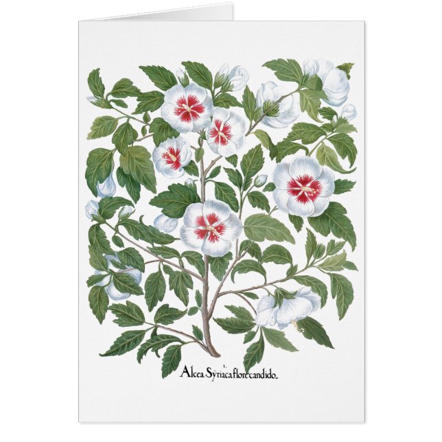 Fleurs vintages d'Hibiscus par Basilius Besler (Devant)