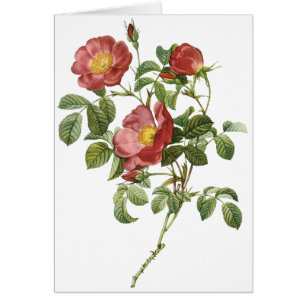 Fleurs vintages Rose florale rouge de l'amour par 