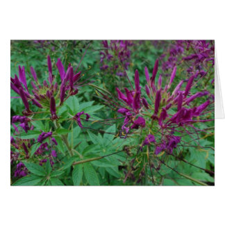 Fleurs violettes