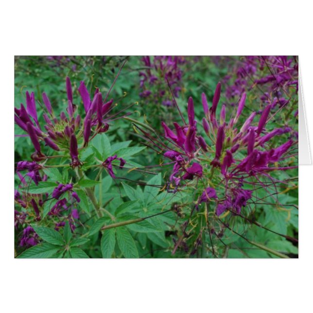 Fleurs violettes (Devant Horizontal)