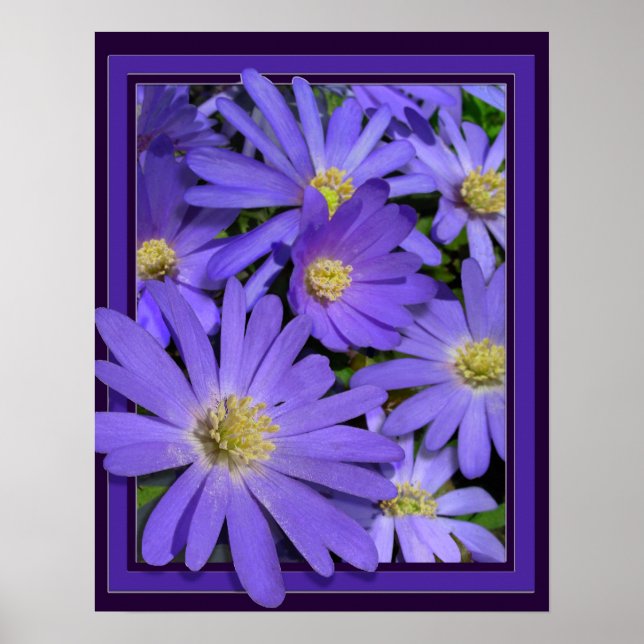 Fleurs violettes Imprimer Bleu Faisceaux Poster d' (Devant)
