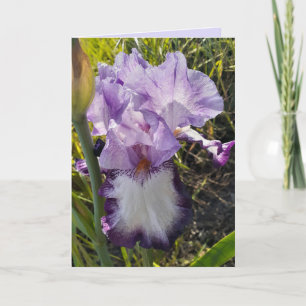 Fleurs violettes Iris Jardin Carte d'anniversaire