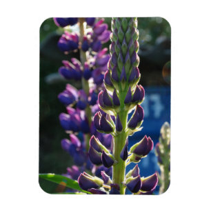 Fleurs violettes Magnet photo