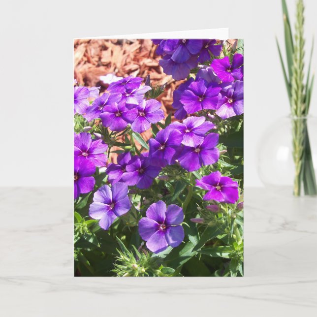 Fleurs violettes Phlox sur une carte de voeux vier (Devant)