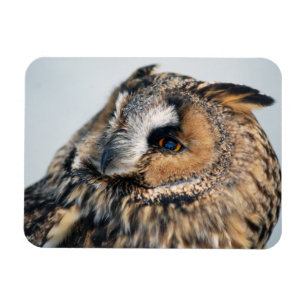 Flexible Aigle Chouette Aigle Premium Magnet