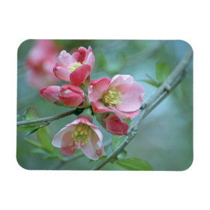 Flexible Apple Blossom #P0356 Magnet vinyle