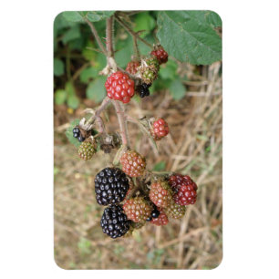 Flexible Blackberry Bonanza Premium Magnet