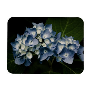 Flexible Blue Hydrangea 8514 Magnet Premium