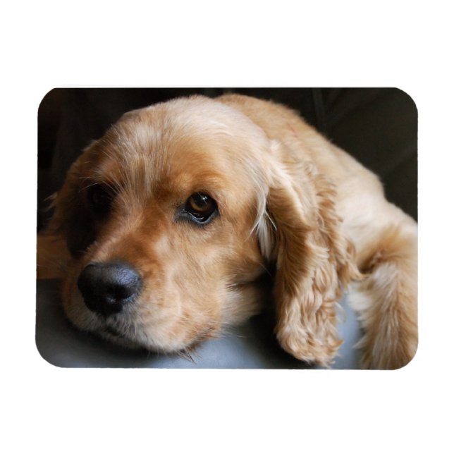 Flexible Cocker Spaniel Premium Magnet (Horizontal)