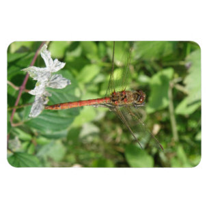 Flexible Common Darter Dragonfly Flexi Magnet