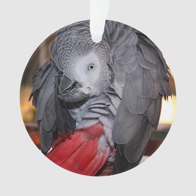 Flexible Congo perroquet gris africain avec queue  (devant)
