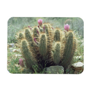 Flexible Desert Blooms Cactus Decorative Fridge Magnet