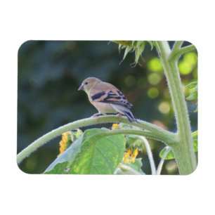 Flexible Gold Finch Femme Sur Un Magnet De Tournesol