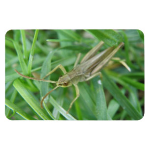 Flexible Grasshopper Premium Magnet