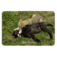 Gros loup gris Magnet de la faune