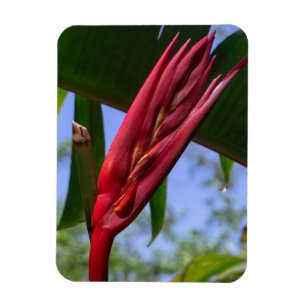 Flexible Heliconia Lobster Claw Magnet