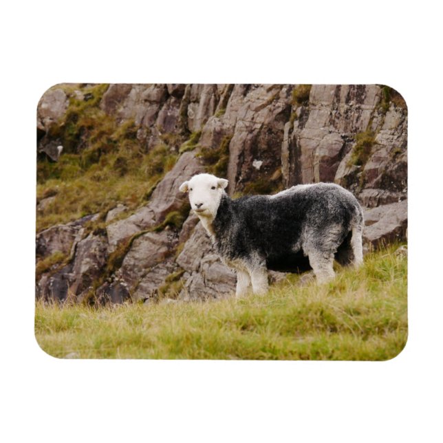 Flexible Herdwick Sheep Magnet (Horizontal)