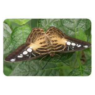 Flexible Joli trompe-papillon Tropical Magnet Premium