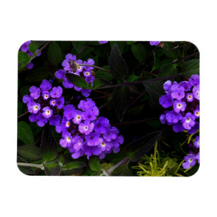 Flexible Lantana pourpre de suivi #1 Magnet