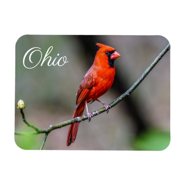 Flexible Le cardinal Ohio Magnet (Horizontal)